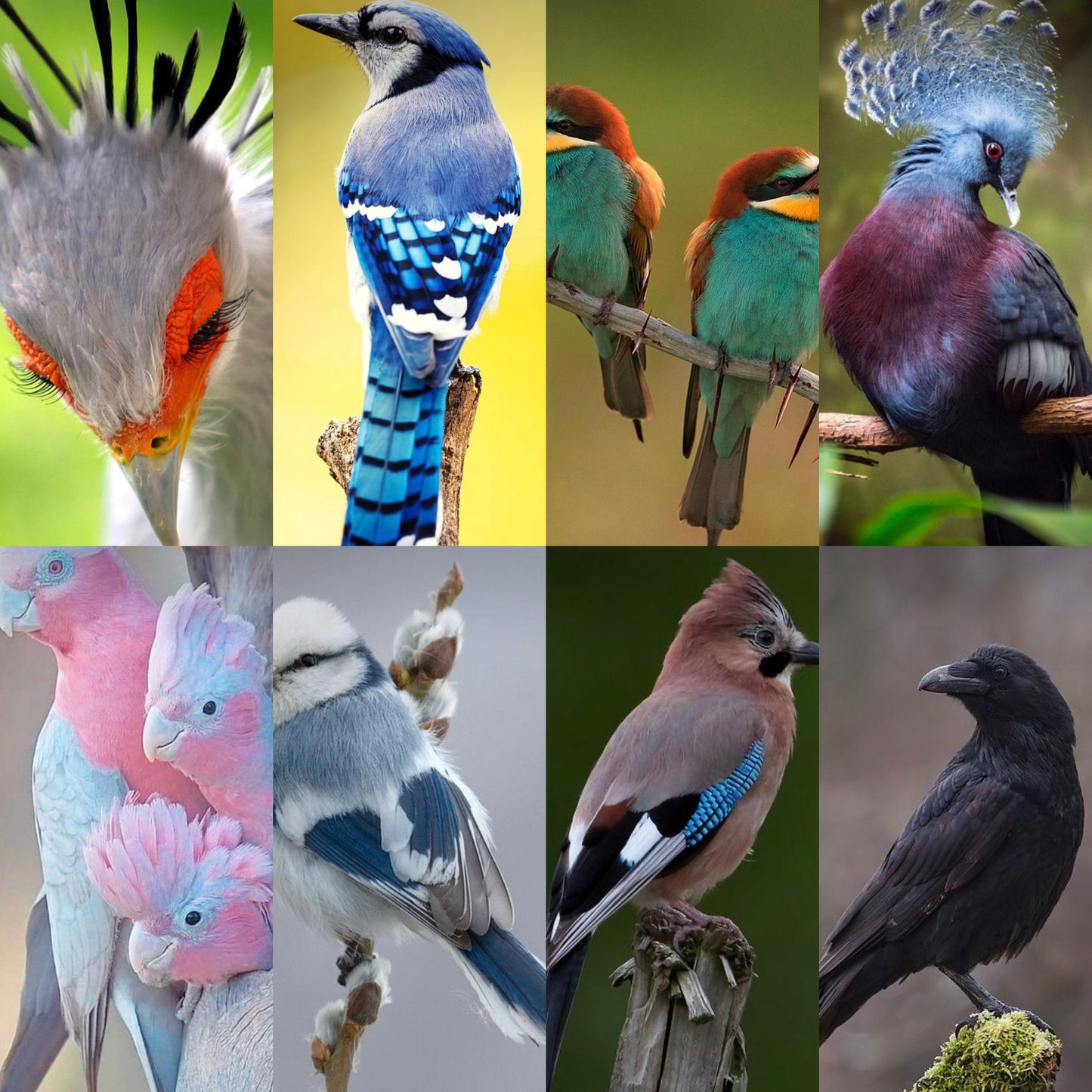 Wild Birds Mini Skeins Collection